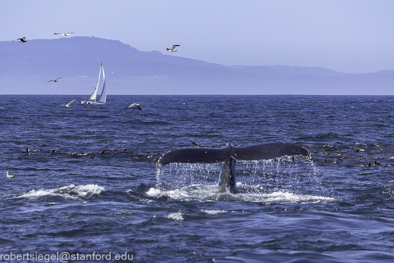 Monterey Bay whale watching